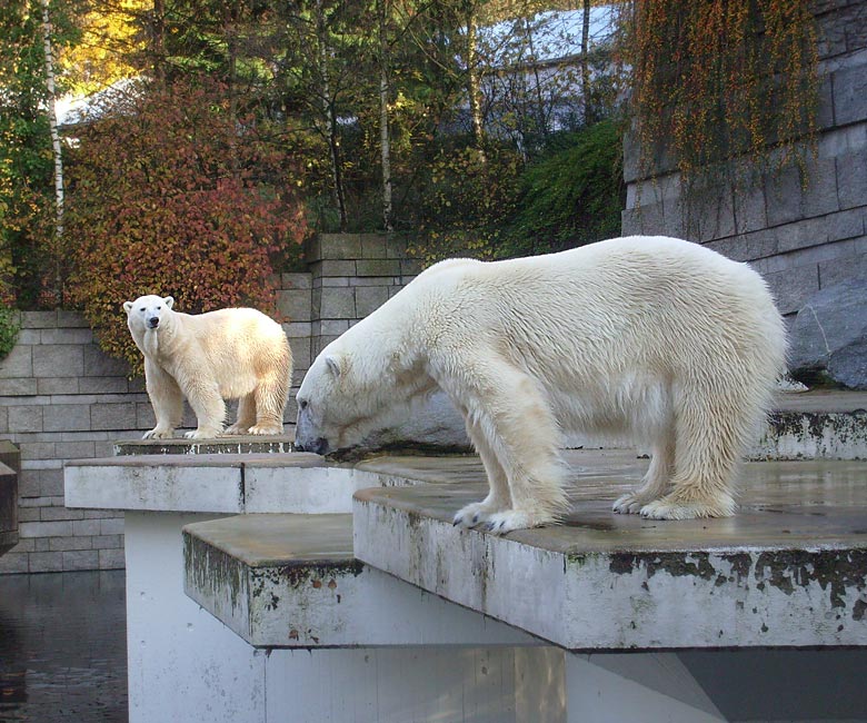 Eisbär Lars und Eisbärin Jerka im Zoo Wuppertal am 8. November 2009