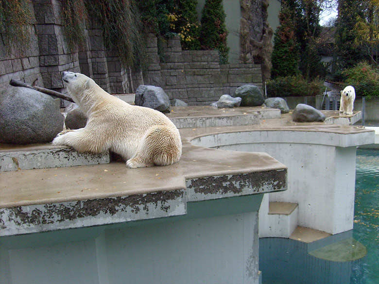 Eisbär Lars und Eisbärin Jerka im Zoologischen Garten Wuppertal am 14. November 2009