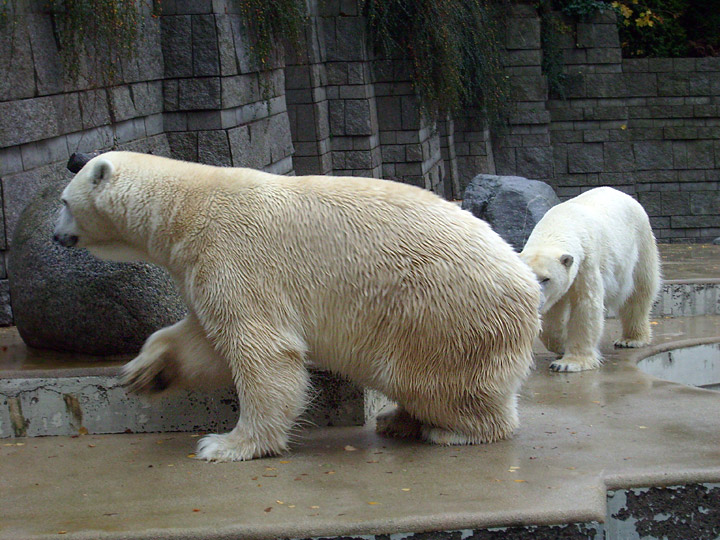 Eisbär Lars und Eisbärin Jerka im Wuppertaler Zoo am 14. November 2009