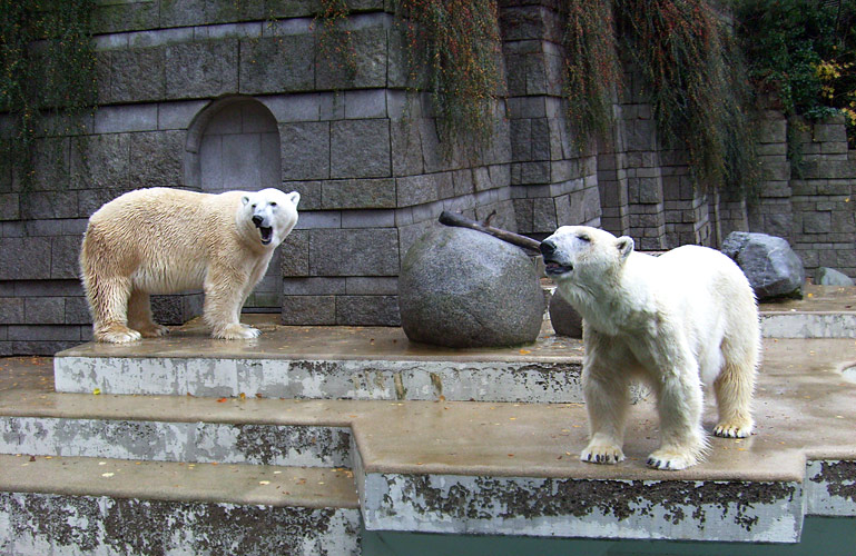 Eisbär Lars und Eisbärin Jerka im Zoologischen Garten Wuppertal am 14. November 2009