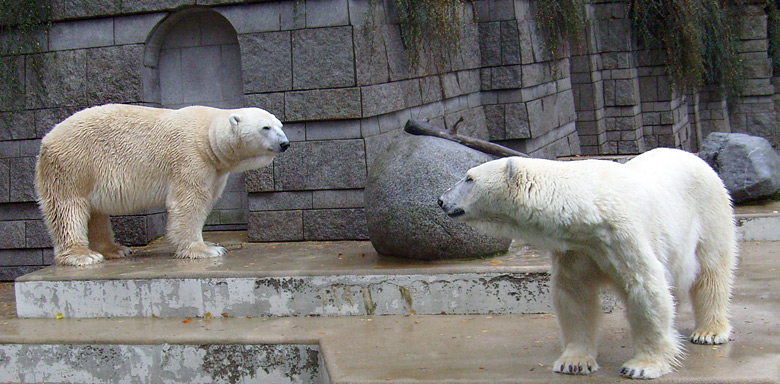 Eisbär Lars und Eisbärin Jerka im Wuppertaler Zoo am 14. November 2009