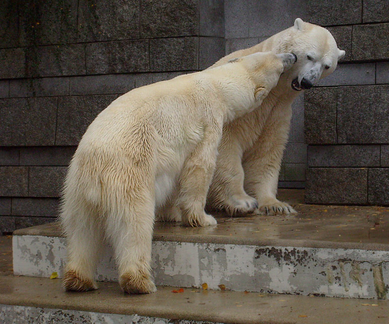 Eisbär Lars und Eisbärin Jerka im Zoo Wuppertal am 14. November 2009