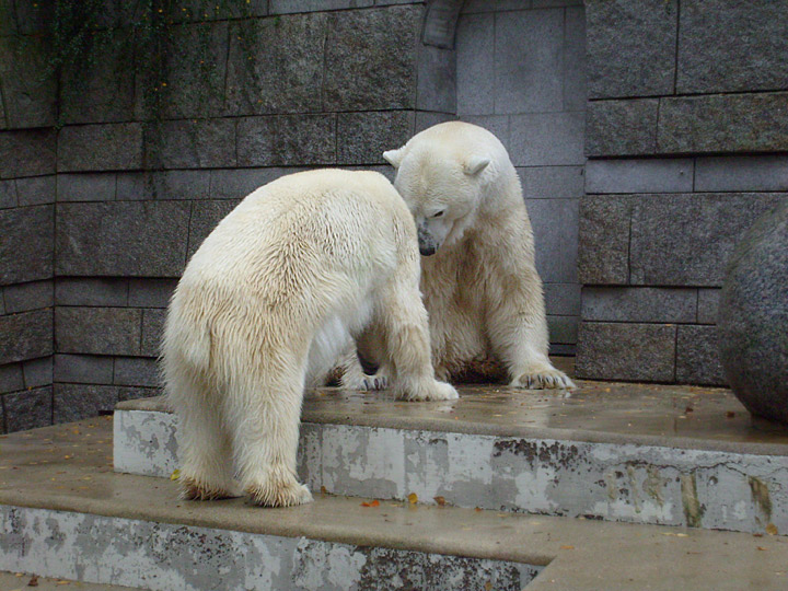 Eisbär Lars und Eisbärin Jerka im Zoologischen Garten Wuppertal am 14. November 2009