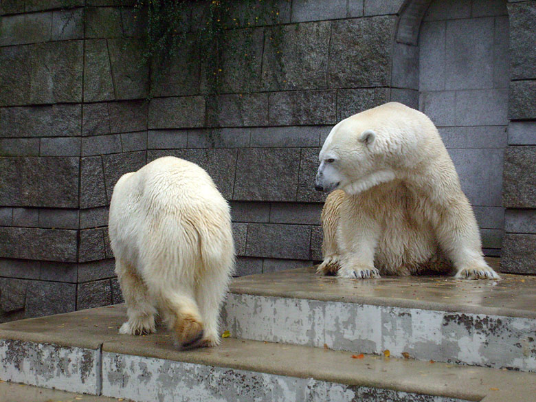 Eisbär Lars und Eisbärin Jerka im Wuppertaler Zoo am 14. November 2009