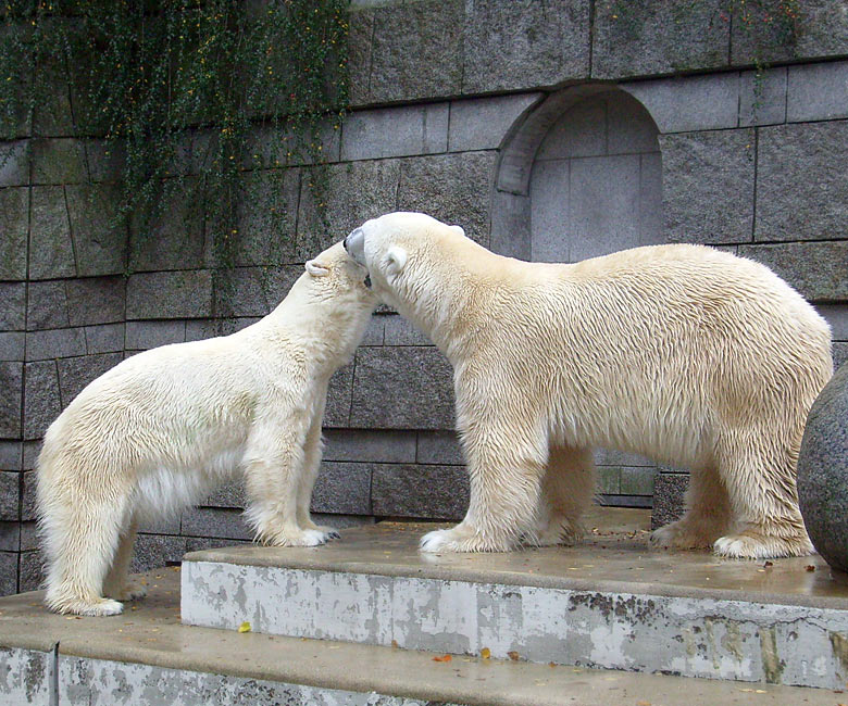 Eisbär Lars und Eisbärin Jerka im Zoo Wuppertal am 14. November 2009