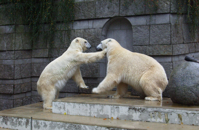 Eisbär Lars und Eisbärin Jerka im Wuppertaler Zoo am 14. November 2009