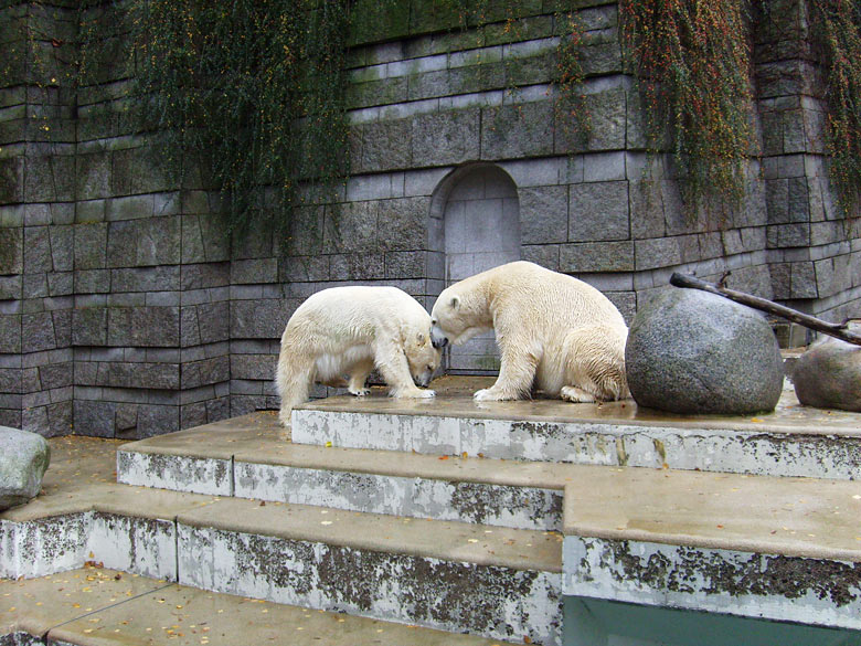 Eisbär Lars und Eisbärin Jerka im Zoologischen Garten Wuppertal am 14. November 2009