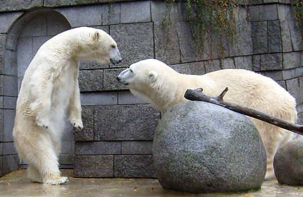 Eisbär Lars und Eisbärin Jerka im Wuppertaler Zoo am 14. November 2009