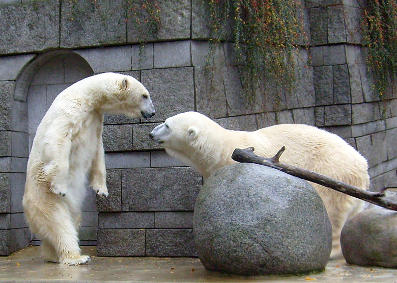 Eisbär Lars und Eisbärin Jerka im Wuppertaler Zoo am 14. November 2009