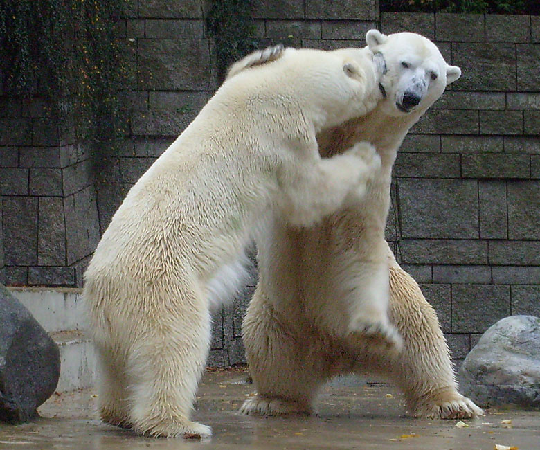 Eisbär Lars und Eisbärin Jerka im Zoologischen Garten Wuppertal am 14. November 2009