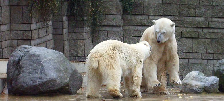 Eisbär Lars und Eisbärin Jerka im Wuppertaler Zoo am 14. November 2009