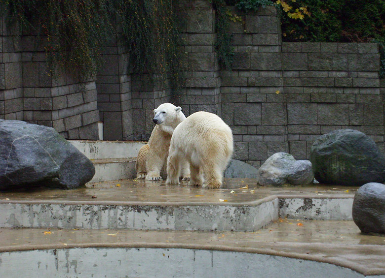 Eisbär Lars und Eisbärin Jerka im Zoologischen Garten Wuppertal am 14. November 2009