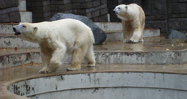 Eisbär Lars und Eisbärin Jerka im Zoo Wuppertal am 14. November 2009