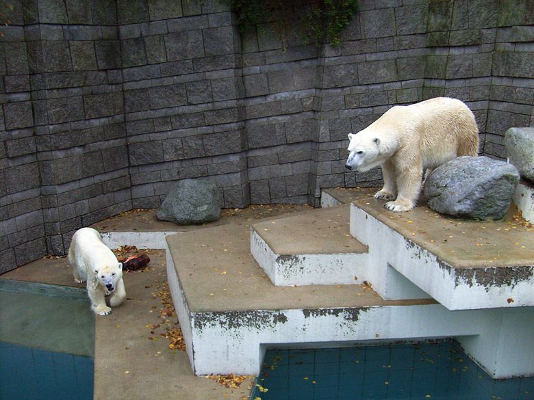 Eisbär Lars und Eisbärin Jerka im Zoologischen Garten Wuppertal am 14. November 2009