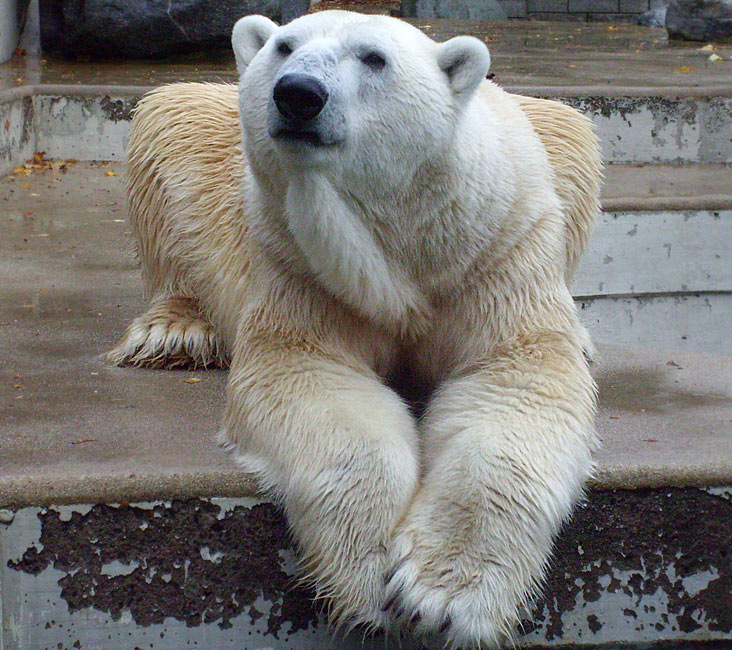 Eisbär Lars im Wuppertaler Zoo am 14. November 2009