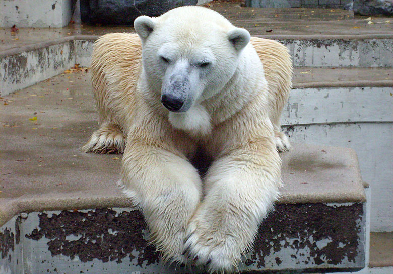 Eisbär Lars im Zoologischen Garten Wuppertal am 14. November 2009