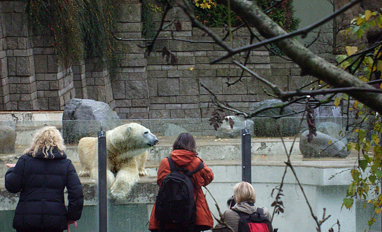 Eisbär Lars im Wuppertaler Zoo am 14. November 2009