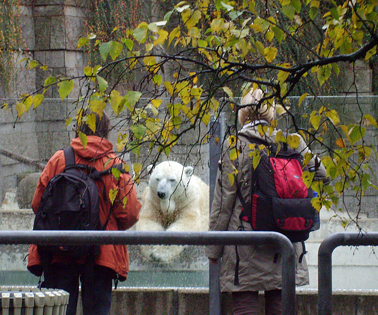 Eisbär Lars im Zoo Wuppertal am 14. November 2009