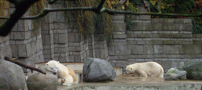 Eisbär Lars und Eisbärin Jerka im Zoo Wuppertal im November 2009