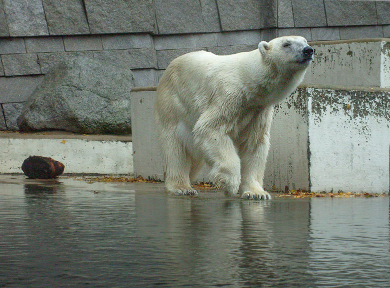 Eisbärin Jerka im Zoo Wuppertal im November 2009