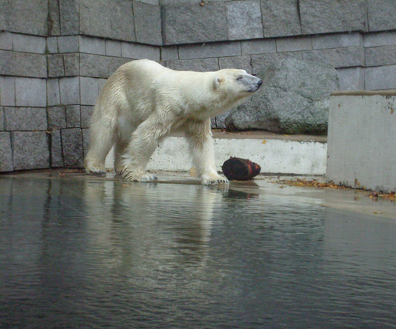 Eisbärin Jerka im Wuppertaler Zoo im November 2009