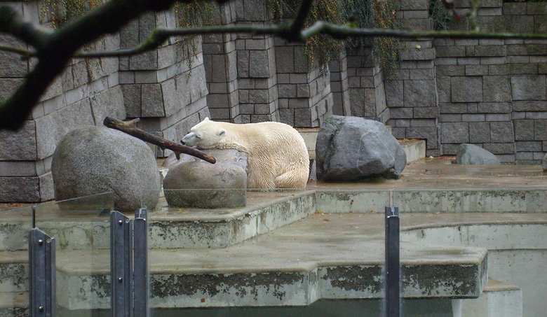 Eisbär Lars im Zoologischen Garten Wuppertal im November 2009