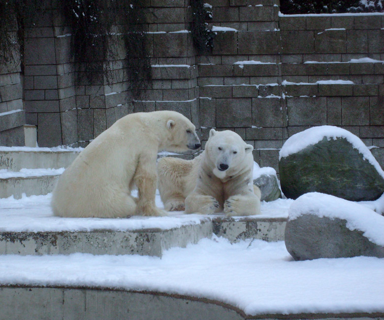 Eisbär Lars und Eisbärin Jerka im Zoologischen Garten Wuppertal am 19. Dezember 2009