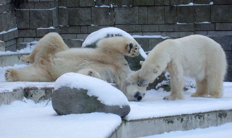 Eisbär Lars und Eisbärin Jerka im Wuppertaler Zoo am 19. Dezember 2009