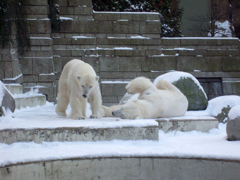 Eisbär Lars und Eisbärin Jerka im Zoologischen Garten Wuppertal am 19. Dezember 2009