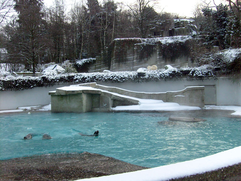 Eisbär Lars und Eisbärin Jerka im Zoo Wuppertal am 19. Dezember 2009