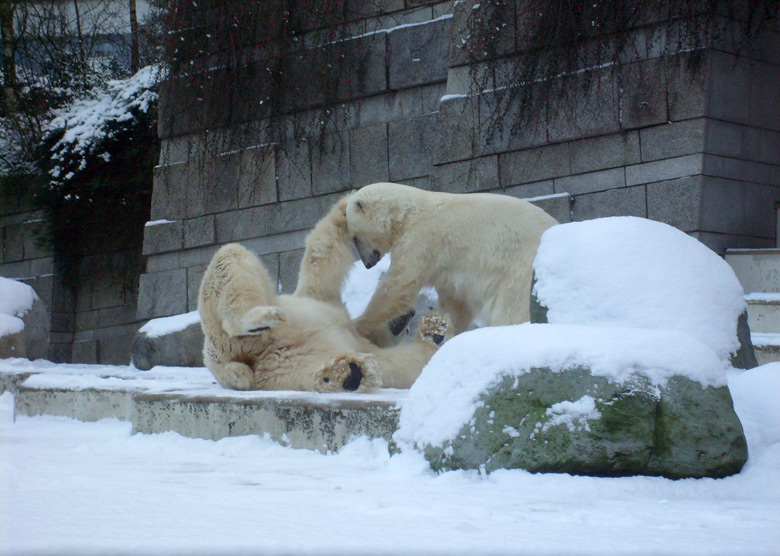 Eisbär Lars und Eisbärin Jerka im Wuppertaler Zoo am 19. Dezember 2009