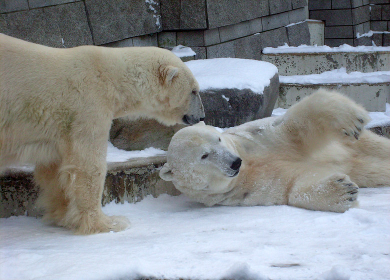 Eisbär Lars und Eisbärin Jerka im Zoo Wuppertal am 19. Dezember 2009