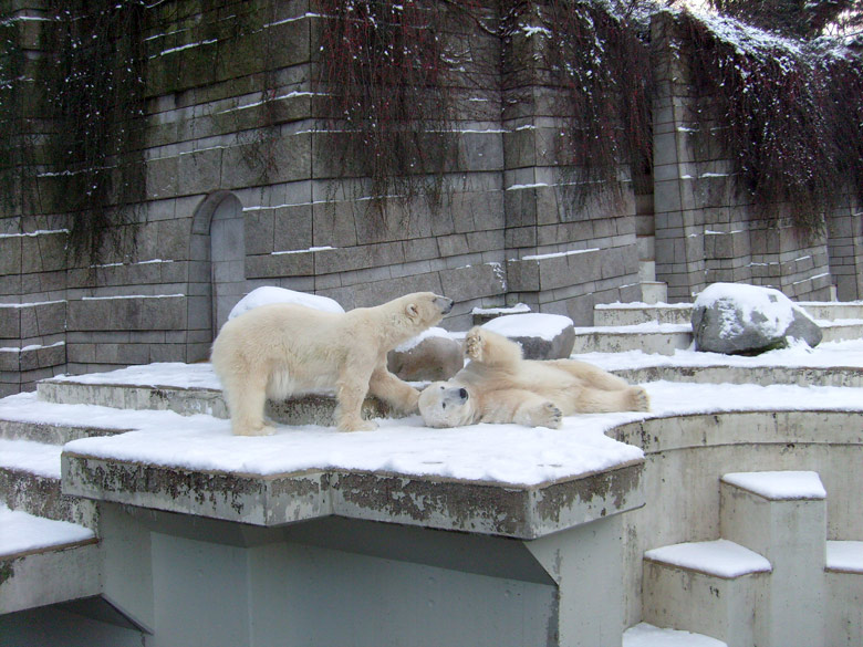 Eisbär Lars und Eisbärin Jerka im Wuppertaler Zoo am 19. Dezember 2009