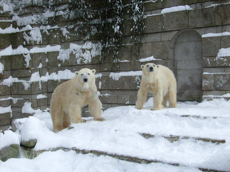 Eisbär Lars und Eisbärin Jerka im Zoo Wuppertal am 21. Dezember 2009