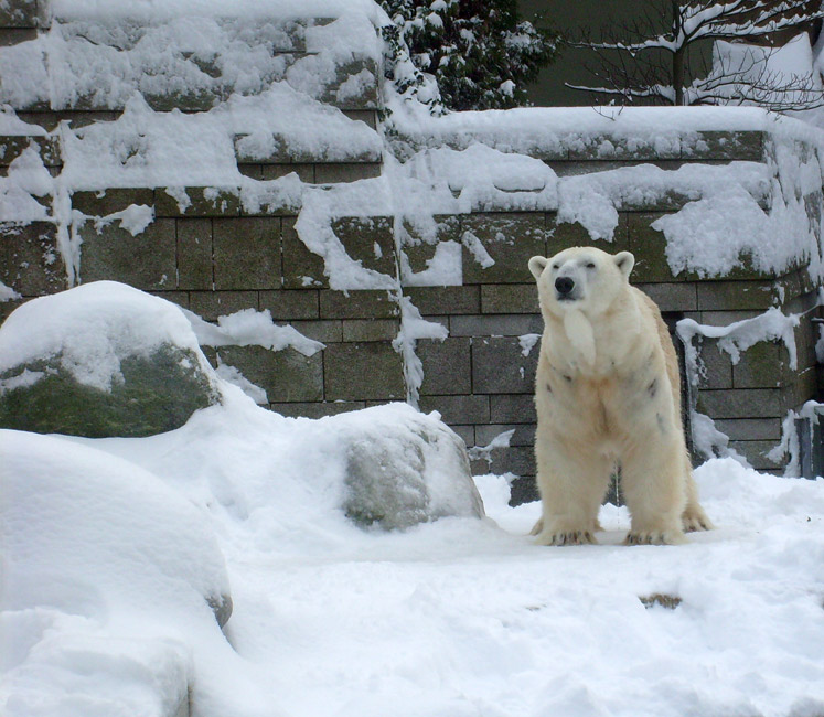 Eisbär Lars im Zoologischen Garten Wuppertal am 21. Dezember 2009