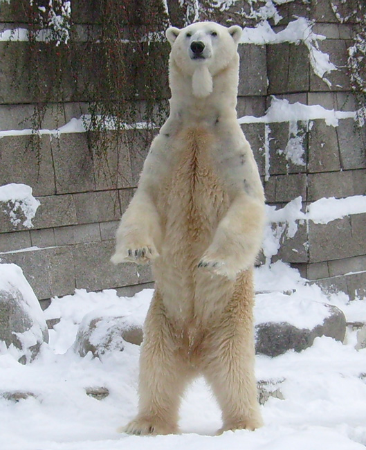 Eisbär Lars im Zoologischen Garten Wuppertal am 21. Dezember 2009