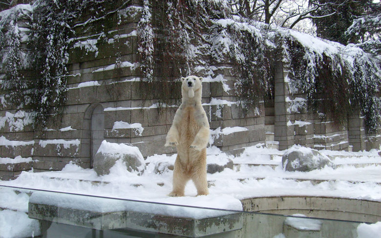 Eisbär Lars im Zoo Wuppertal am 21. Dezember 2009