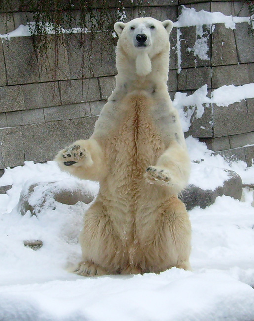 Eisbär Lars im Zoo Wuppertal am 21. Dezember 2009