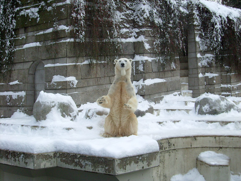 Eisbär Lars Jerka im Wuppertaler Zoo am 21. Dezember 2009