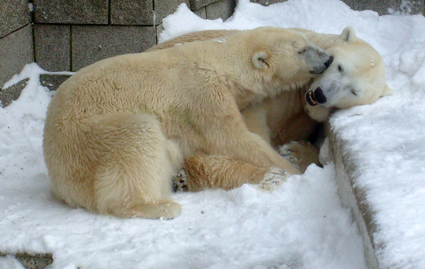 Eisbär Lars und Eisbärin Jerka im Wuppertaler Zoo am 21. Dezember 2009