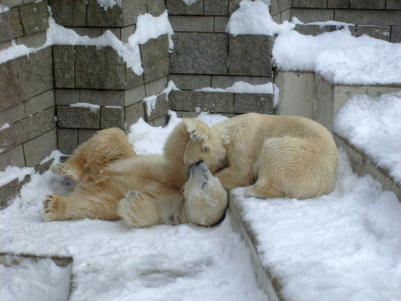 Eisbär Lars und Eisbärin Jerka im Zoo Wuppertal am 21. Dezember 2009