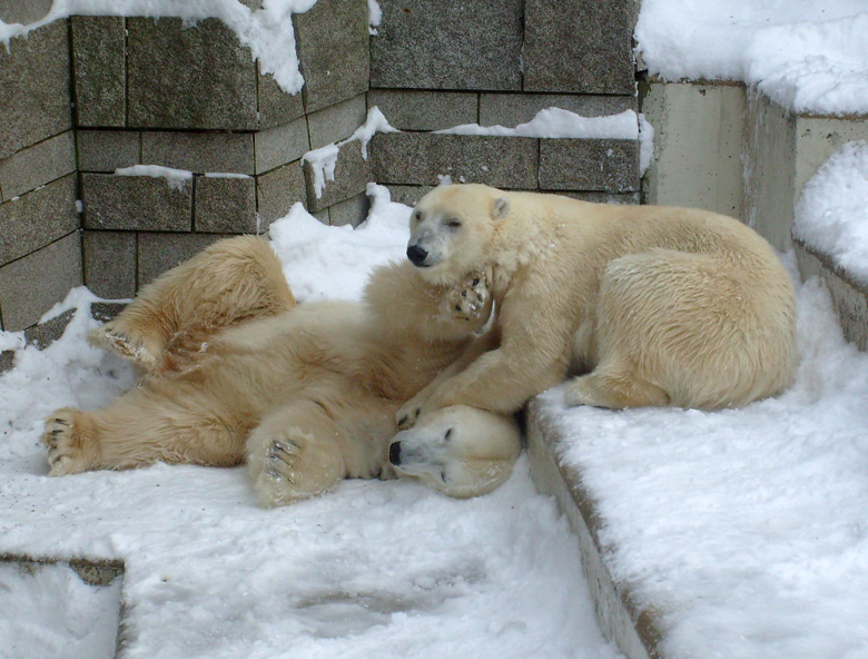 Eisbär Lars und Eisbärin Jerka im Zoologischen Garten Wuppertal am 21. Dezember 2009