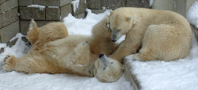 Eisbär Lars und Eisbärin Jerka im Wuppertaler Zoo am 21. Dezember 2009