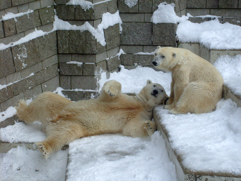 Eisbär Lars und Eisbärin Jerka im Zoo Wuppertal am 21. Dezember 2009