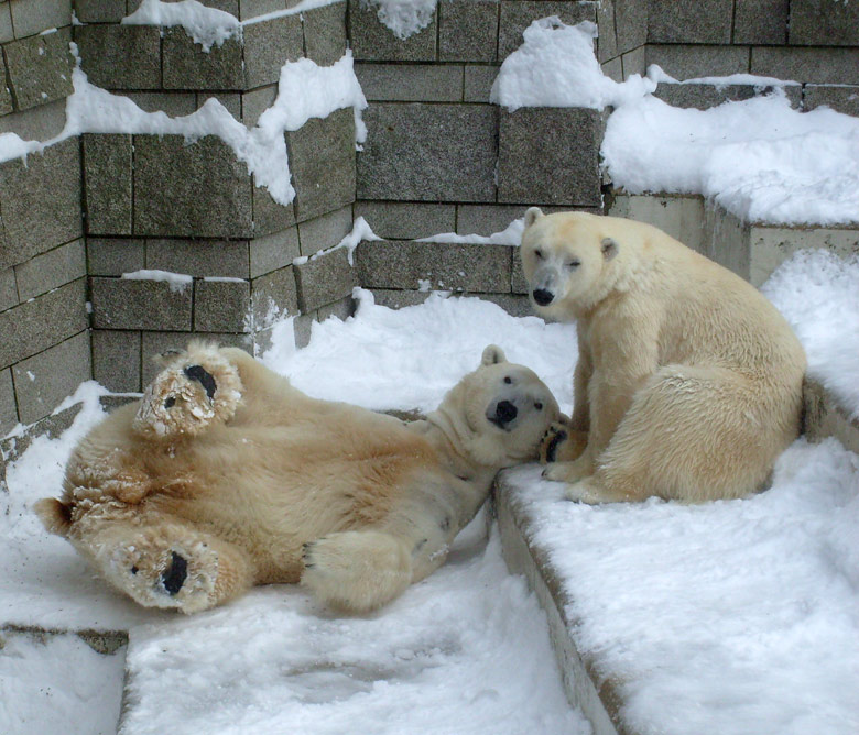 Eisbär Lars und Eisbärin Jerka im Zoologischen Garten Wuppertal am 21. Dezember 2009