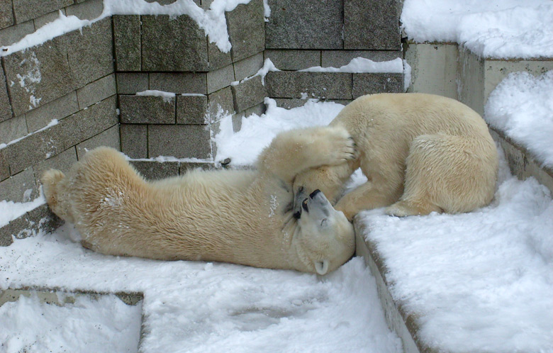 Eisbär Lars und Eisbärin Jerka im Zoologischen Garten Wuppertal am 21. Dezember 2009