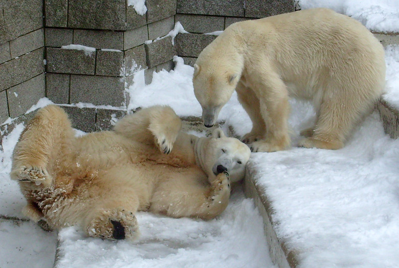 Eisbär Lars und Eisbärin Jerka im Zoo Wuppertal am 21. Dezember 2009