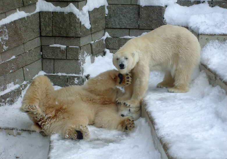 Eisbär Lars und Eisbärin Jerka im Zoologischen Garten Wuppertal am 21. Dezember 2009