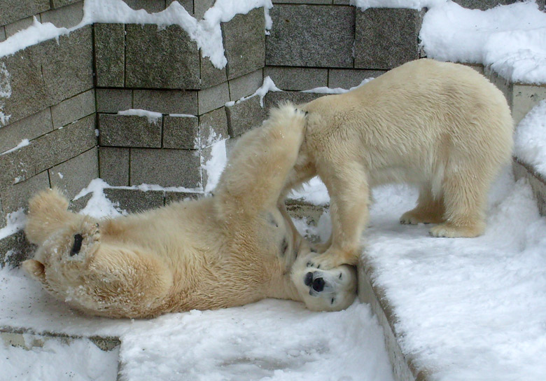 Eisbär Lars und Eisbärin Jerka im Zoo Wuppertal am 21. Dezember 2009