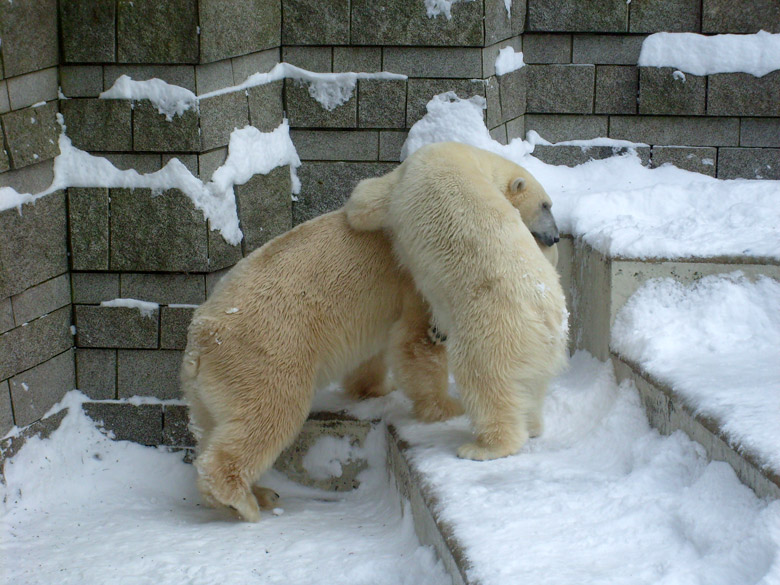 Eisbär Lars und Eisbärin Jerka im Wuppertaler Zoo am 21. Dezember 2009